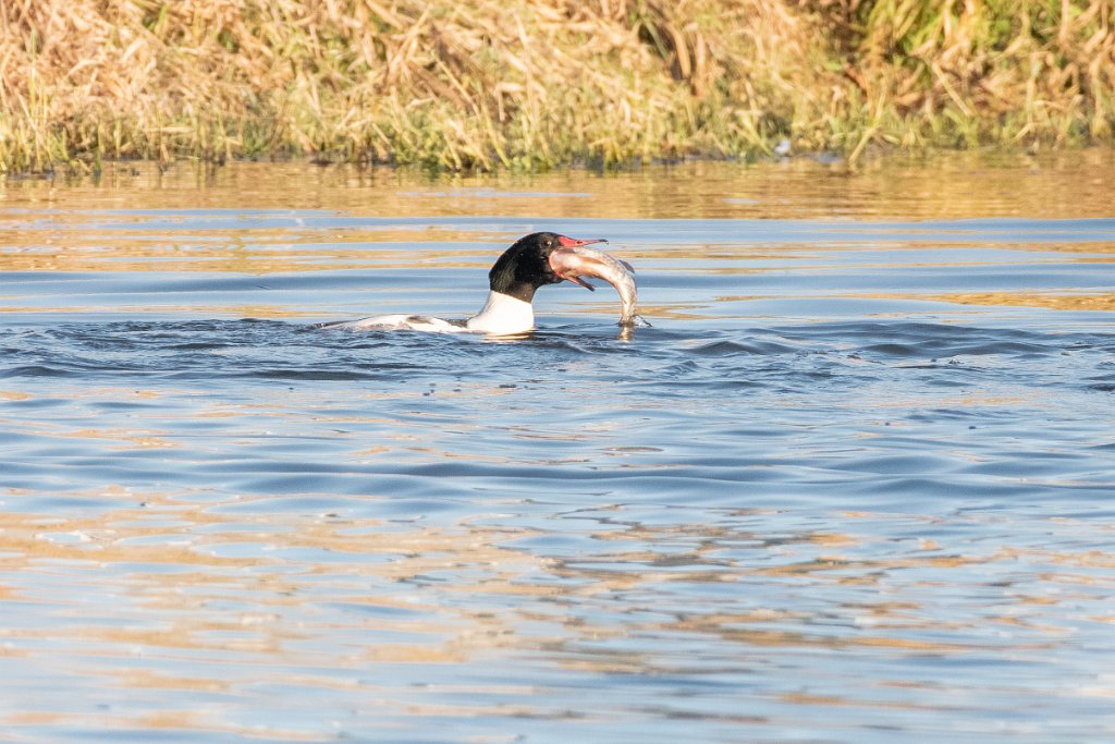 D85_6171.jpg - Common Merganser