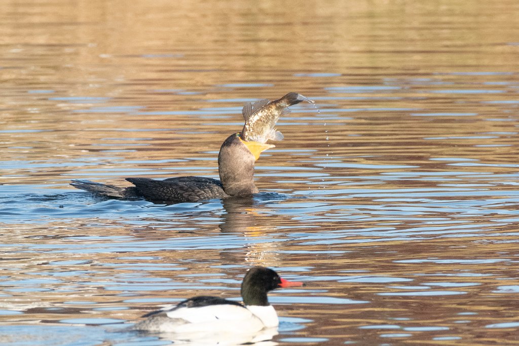 D85_6211.jpg - Common Merganser