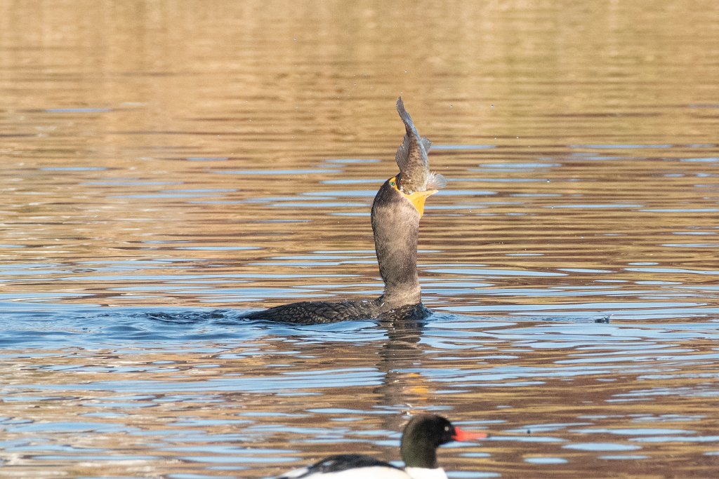 D85_6213.jpg - Common Merganser