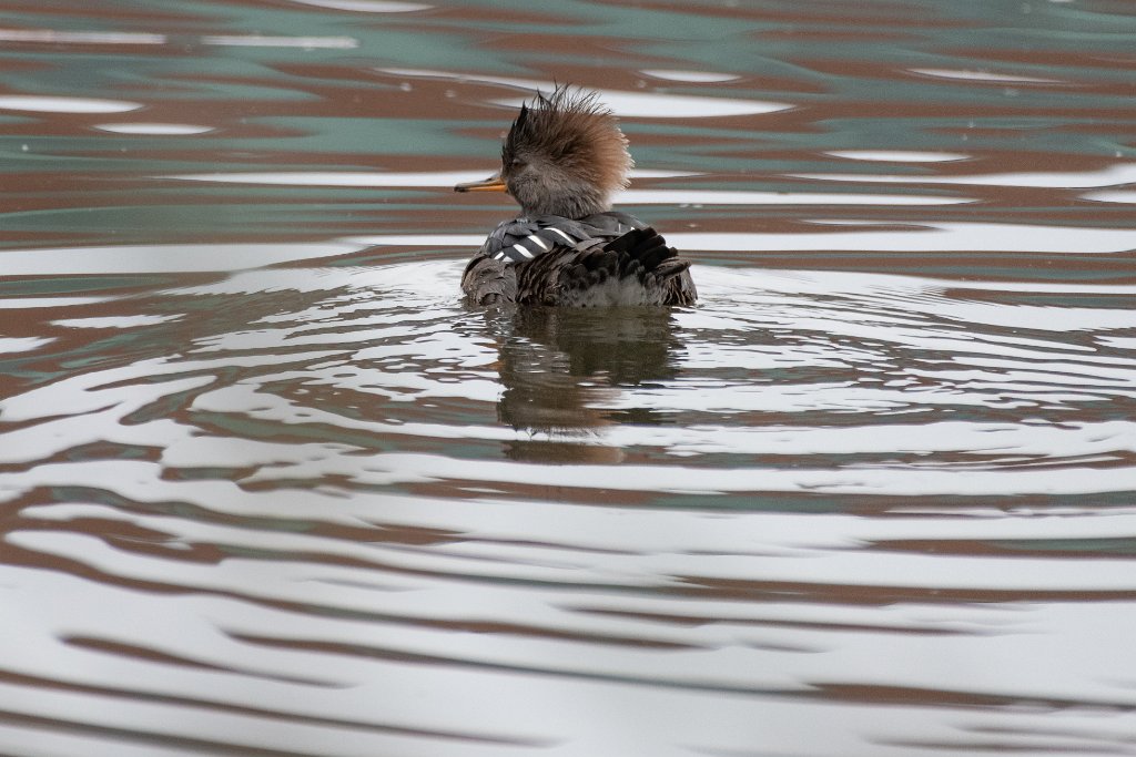 D85_7452.jpg - Hooded Merganser