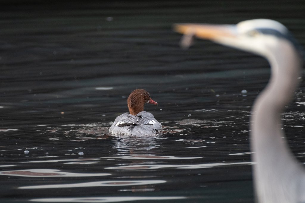 D85_7577.jpg - Common Merganser