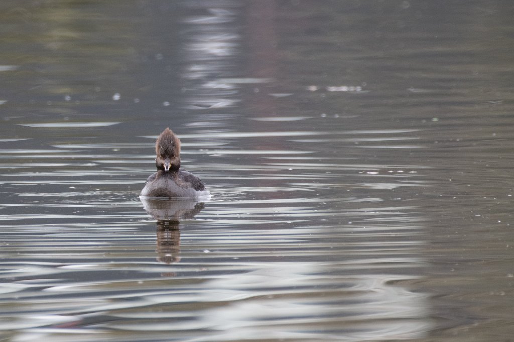 D85_7669.jpg - Hooded Merganser