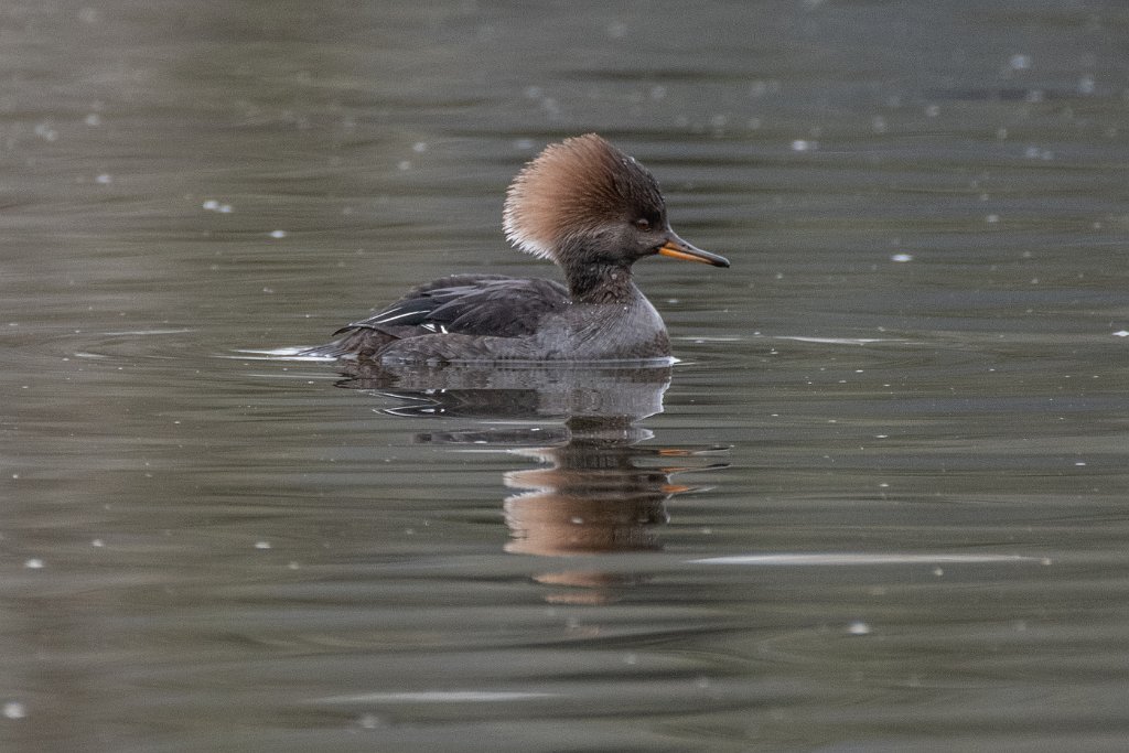 D85_7680.jpg - Hooded Merganser