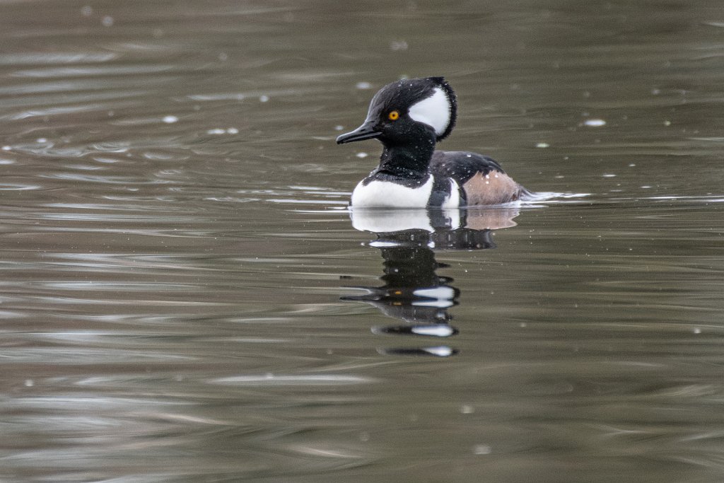 D85_7698.jpg - Hooded Merganser