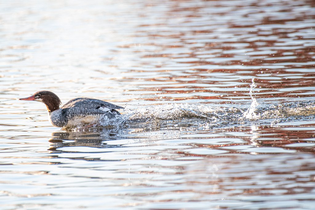 D85_8171.jpg - Common Merganser