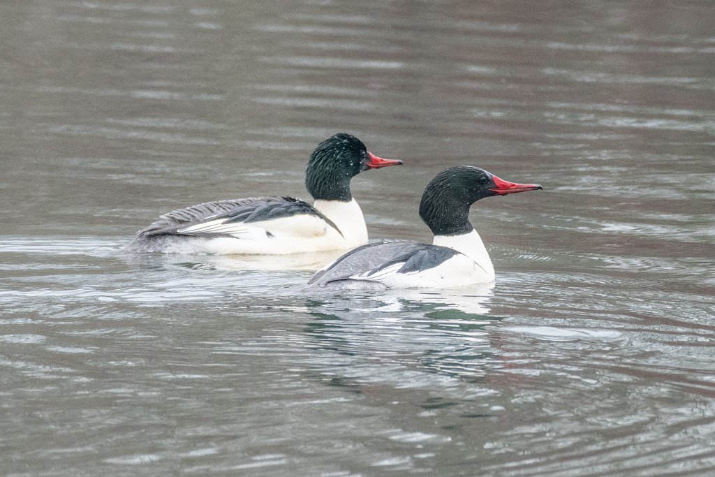 D85_8250.jpg - Common Merganser