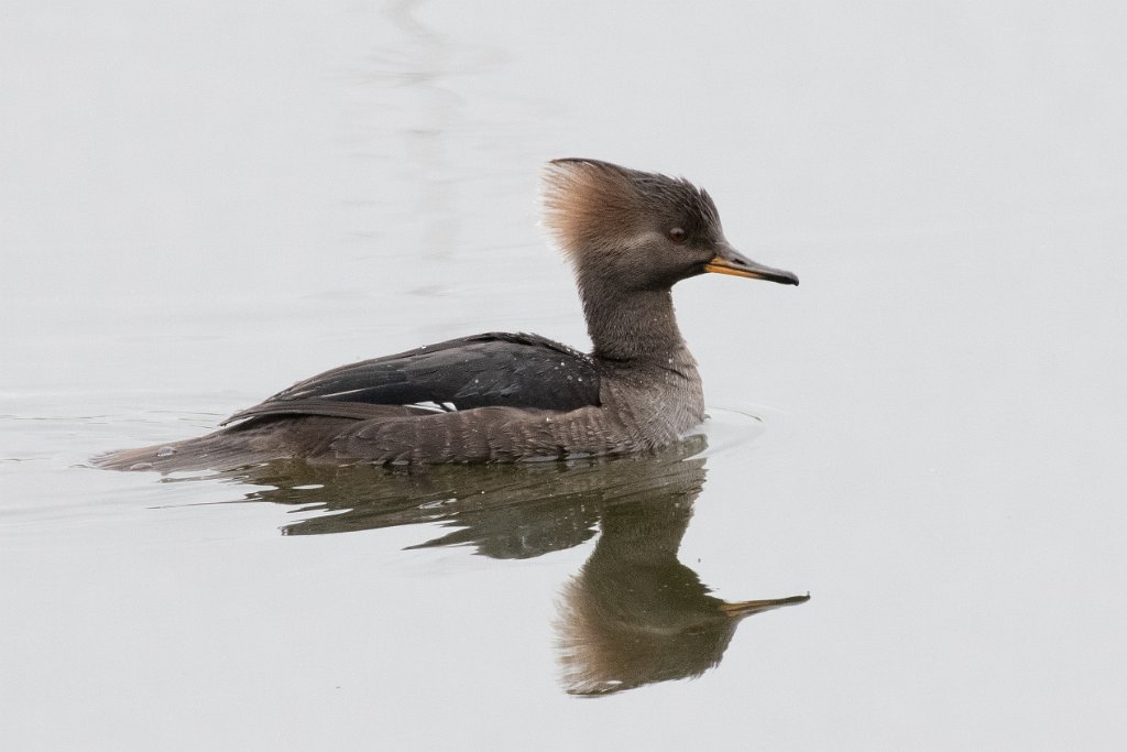 D85_8275.jpg - Hooded Merganser (female)