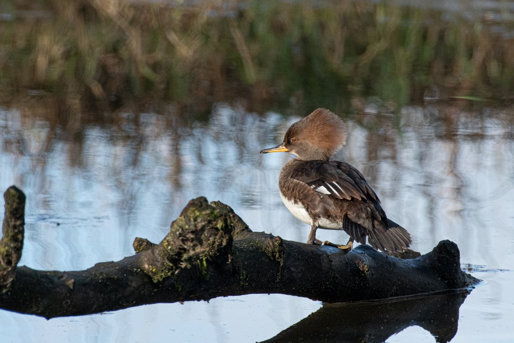 D85_8923.jpg - Hooded Merganser