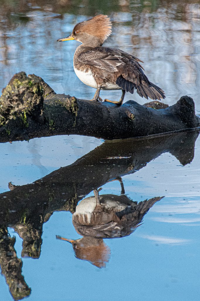 D85_8943.jpg - Hooded Merganser