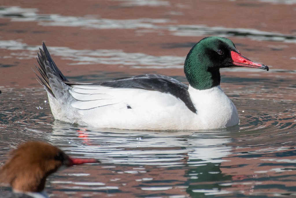 D85_9935.jpg - Common Merganser