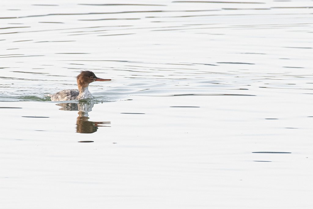 Red-breasted Merganser.jpg - Red-breasted Merganser