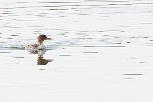 Red-breasted Merganser