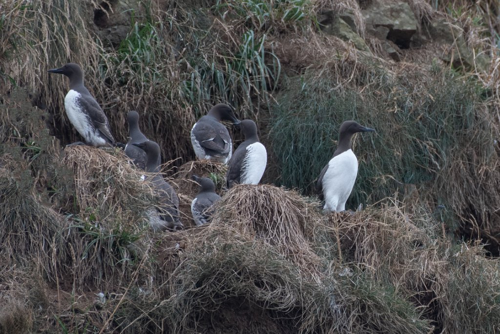 Common Murre.jpg - Common Murre