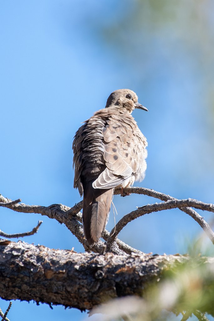 D05_0118.jpg - Mourning Dove