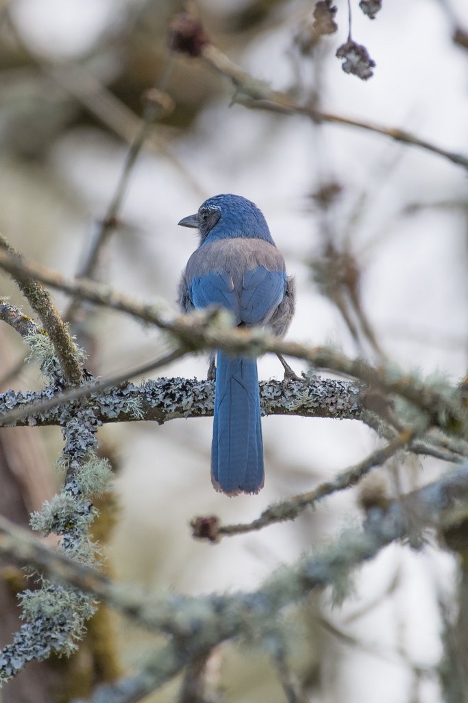 D05_0488.jpg - California Scrub Jay