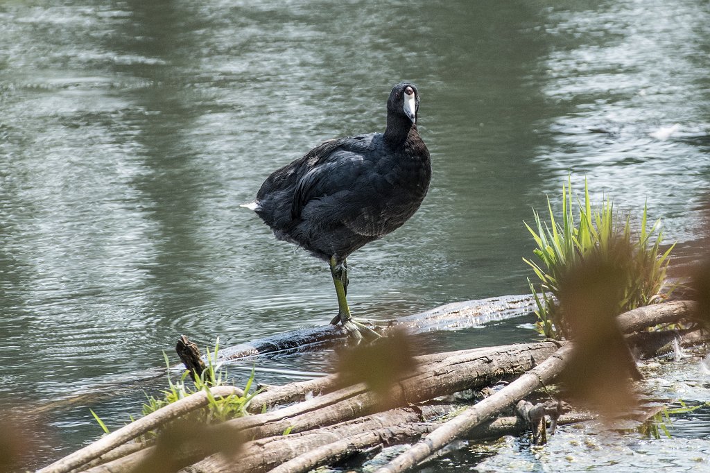 D05_1553-2.jpg - American Coot