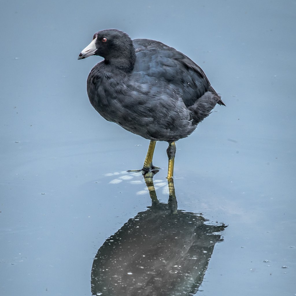 D05_2072.jpg - American Coot