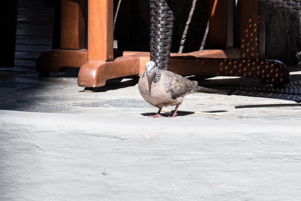 D05_2747-3.jpg - Spotted Dove