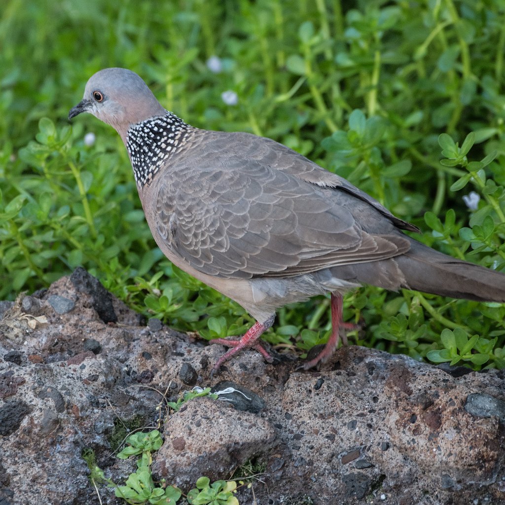 D05_2797.jpg - Spotted Dove