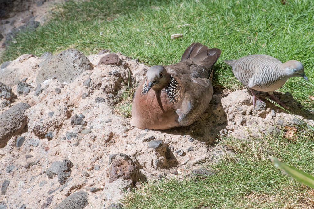 D05_2800.jpg - Spotted Dove