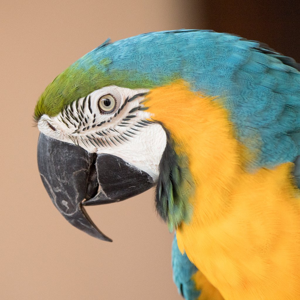 D05_3075.jpg - Blue and Yellow Macaw