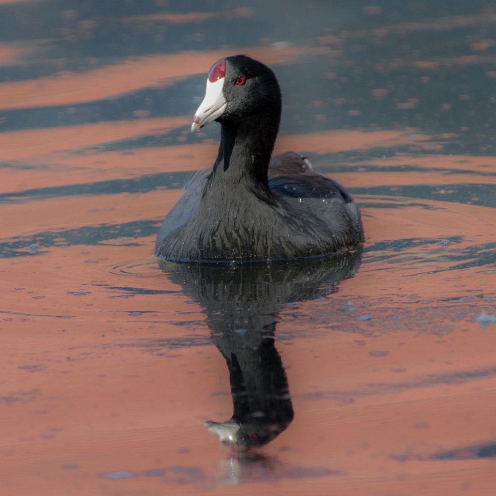 D05_7065-2.jpg - American Coot