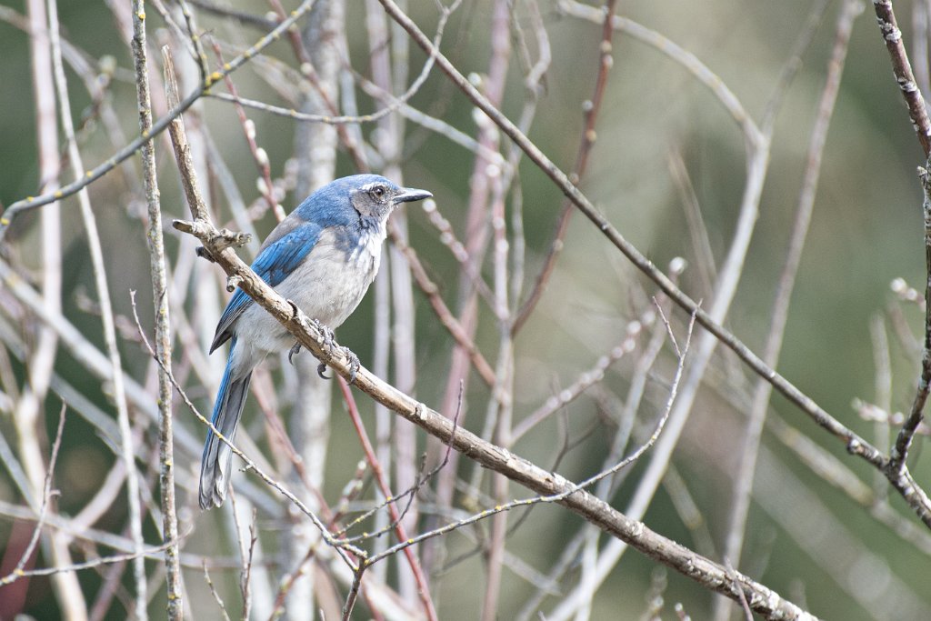 D05_7821.jpg - California Scrub Jay