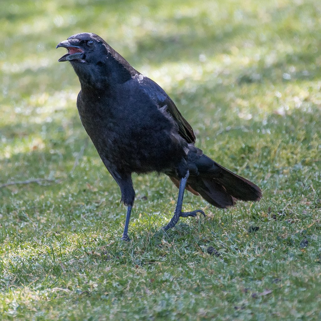 D05_8235.jpg - American Crow