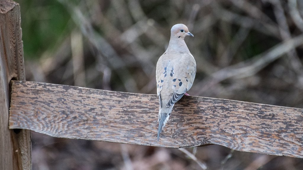 D05_8455.jpg - Mourning Dove