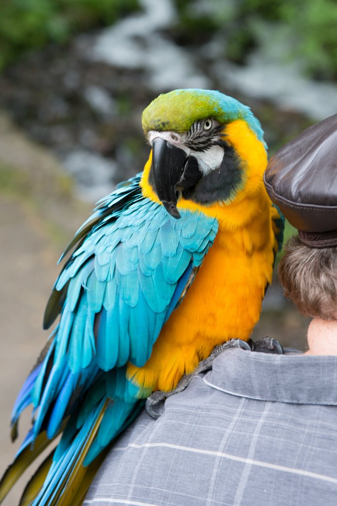 D80_4270.jpg - Blue and Yellow Macaw