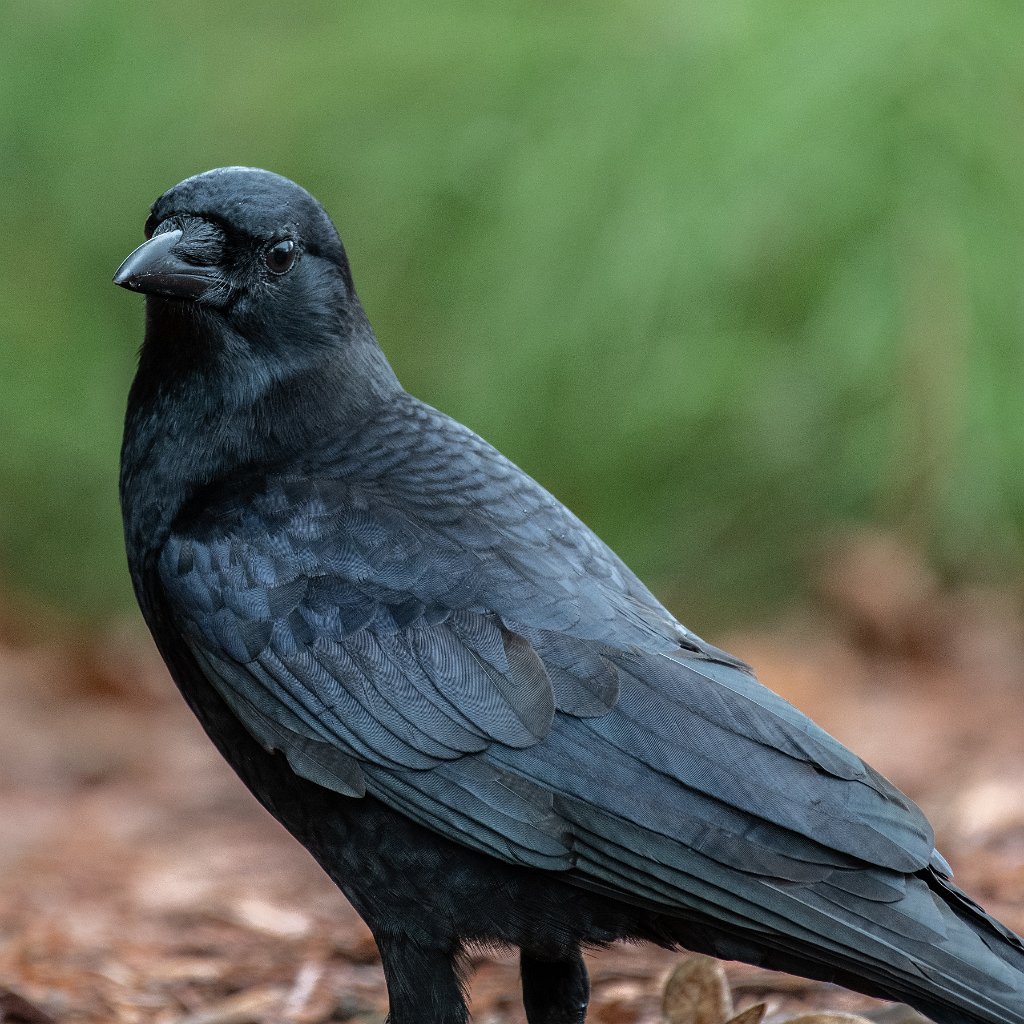 D85_0032.jpg - American Crow