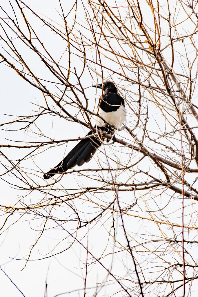 D85_0624.jpg - Black-billed Magpie