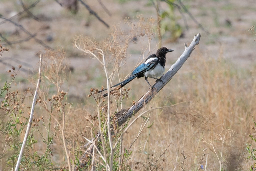 D85_0630.jpg - Belted KIngfisher