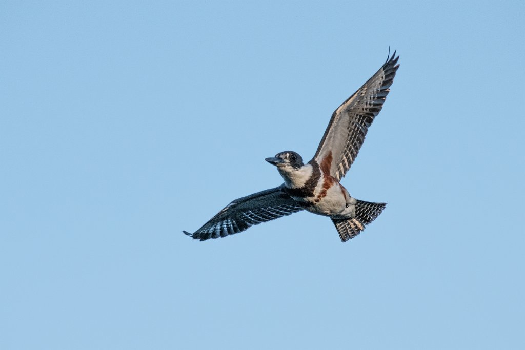 D85_1252.jpg - Belted Kingfisher