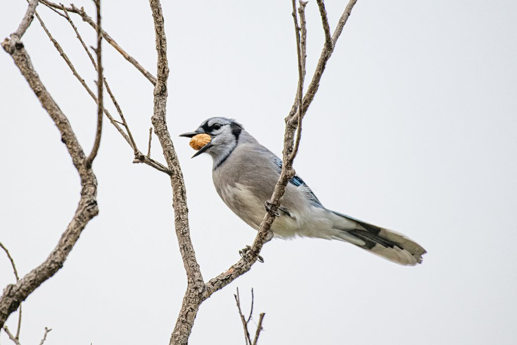 D85_1569.jpg - Blue Jay,  Fort Collins, CO