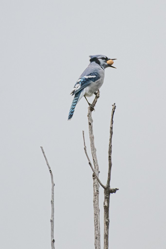 D85_1578.jpg - Blue Jay,  Fort Collins, CO