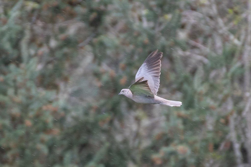 D85_3521.jpg - Eurasian Collared-Dove