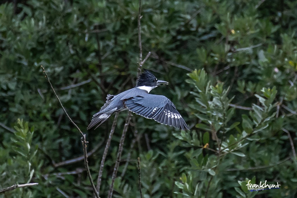 D85_3561.jpg - Belted Kingfisher