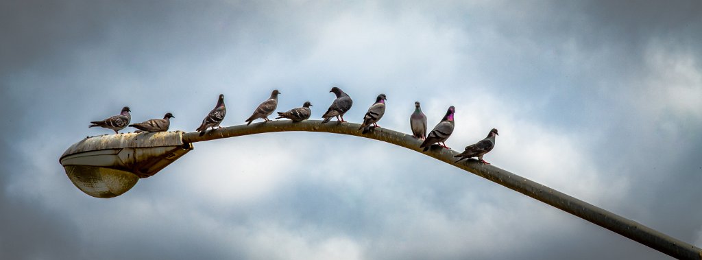 D85_7625.jpg - Rock Pidgeon Meeting