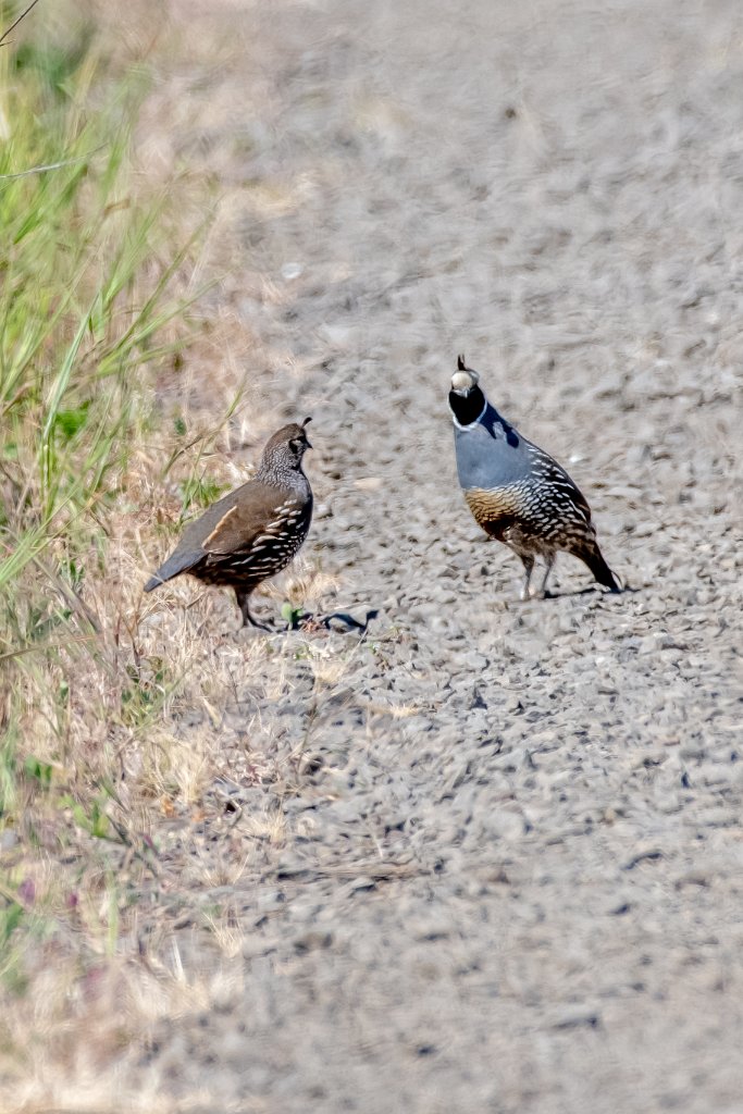 D85_8020.jpg - California Quail