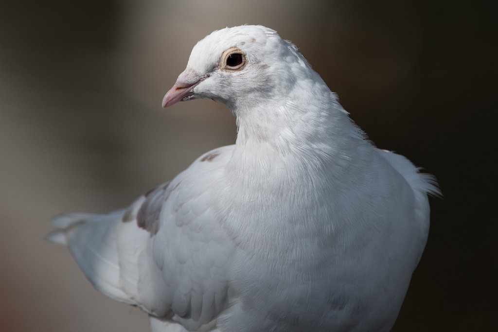 D85_8092.jpg - Rock Pigeon