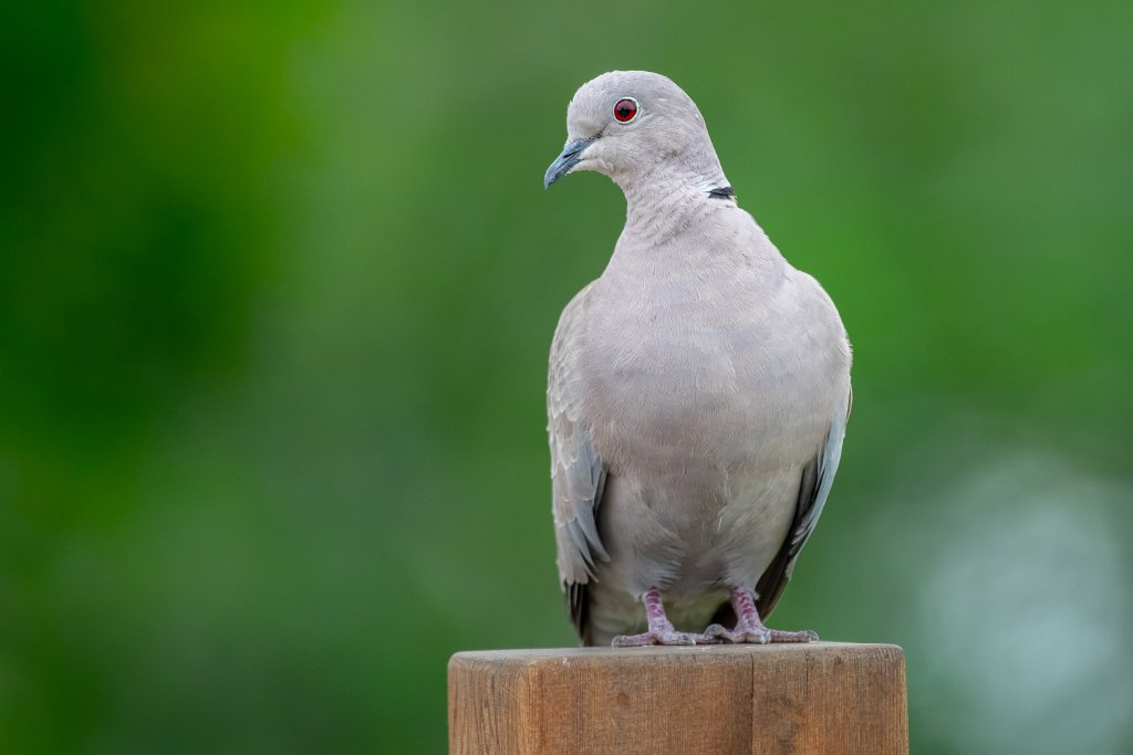 D85_8473.jpg - Eurasian Collared-Dove