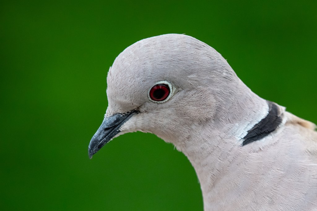 D85_8475.jpg - Eurasian Collared-Dove