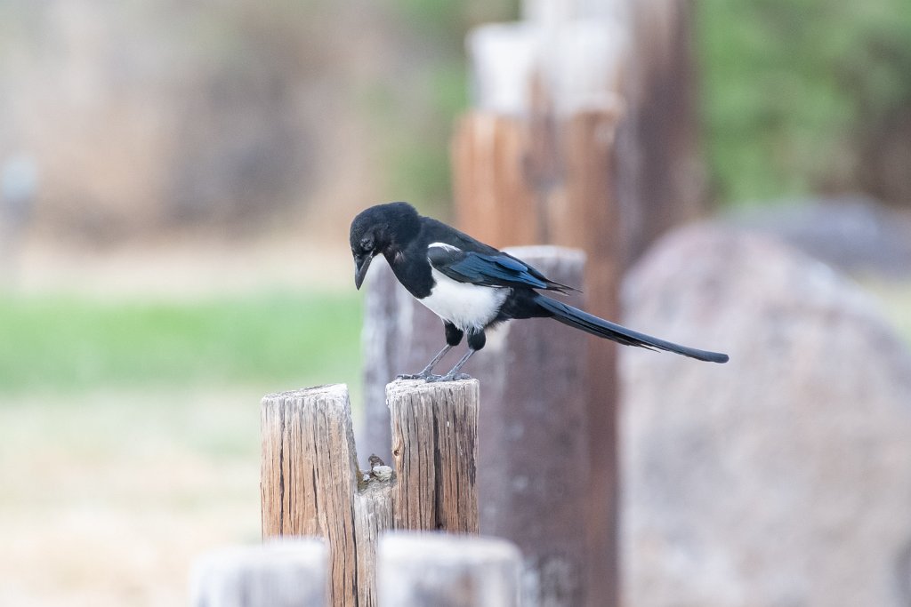 D85_9398.jpg - Black-billed Magpie