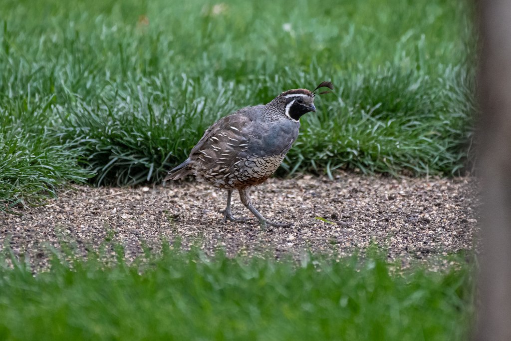 D85_9933.jpg - California Quail