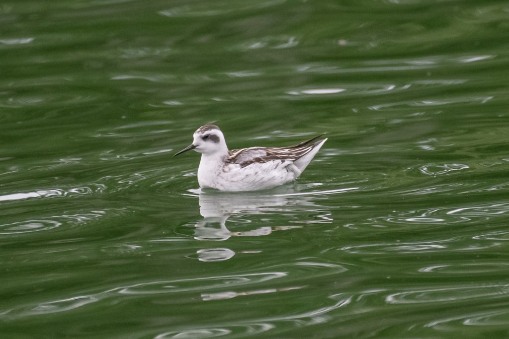 Red-necked Phalarope.jpg - Red-necked Phalarope