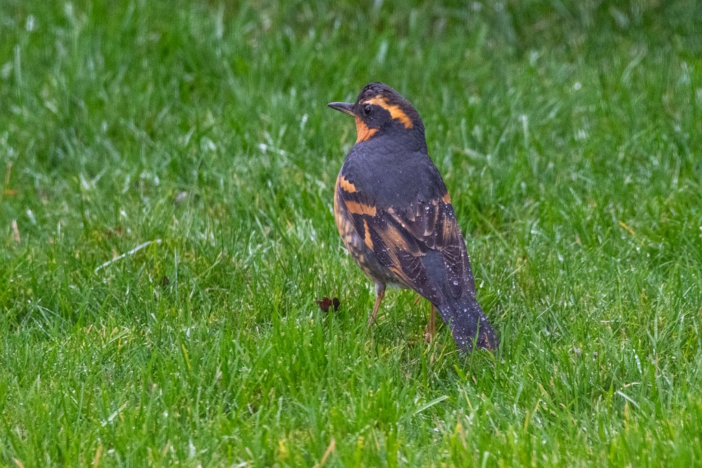 Varied Thrush.jpg - Varied Thrush