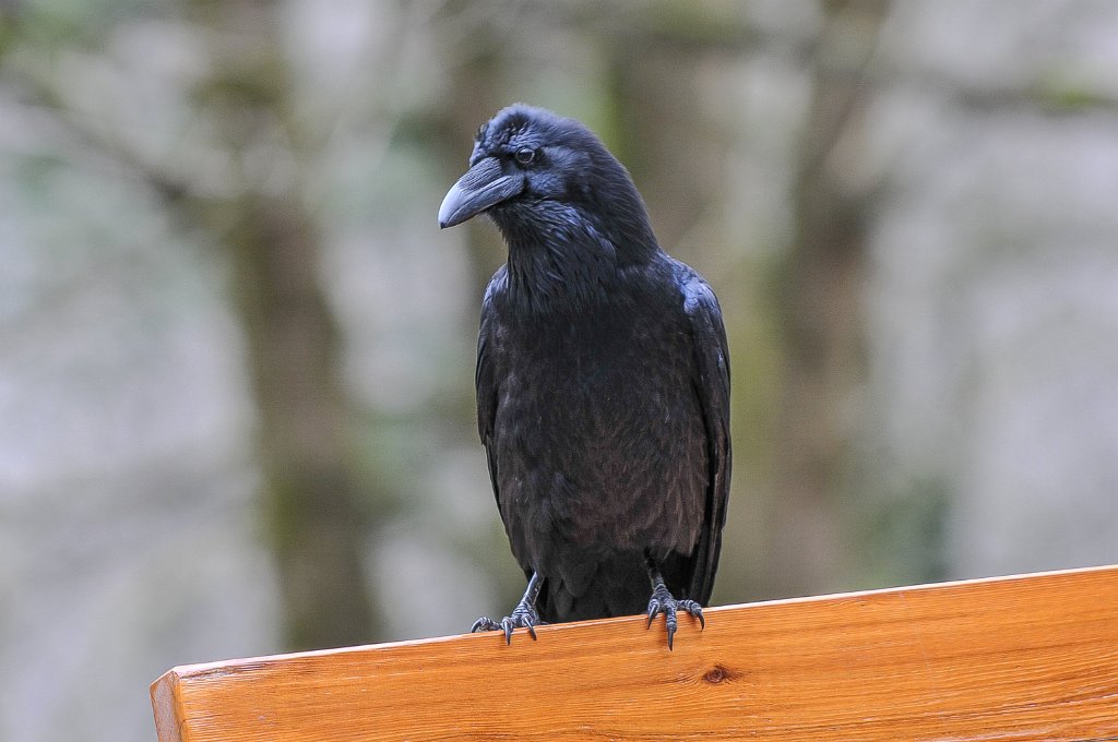 falls-113-1014.jpg - Common Raven