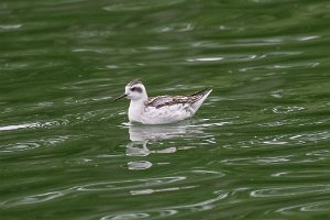 Red-necked Phalarope