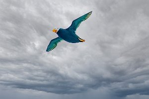 Tufted Puffin-Edit